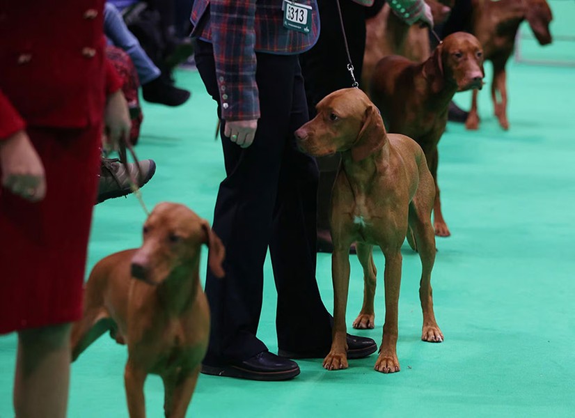 Chùm ảnh những chú chó từ khắp nơi trên thế giới tranh tài tại Anh