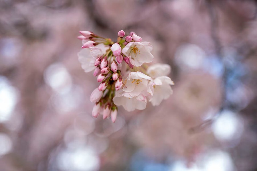 Chùm ảnh hoa anh đào mùa xuân bung nở khắp thế giới 