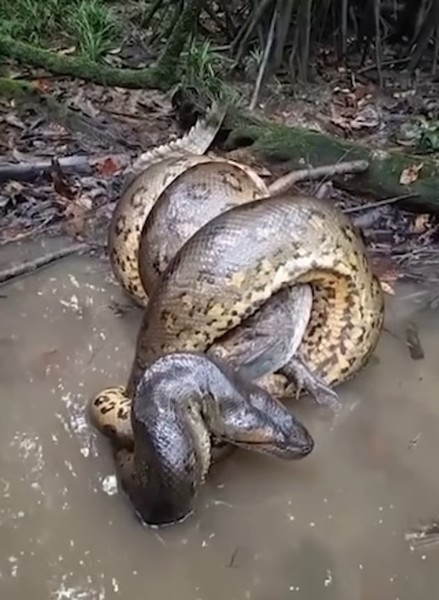 Khoảnh khắc cái ôm thần chết của trăn Anaconda với cá sấu caiman