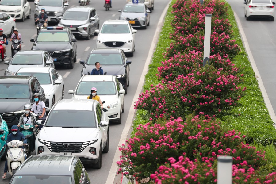 Ngắm hoa tường vi cánh mỏng tại con đường đẹp nhất Thủ đô