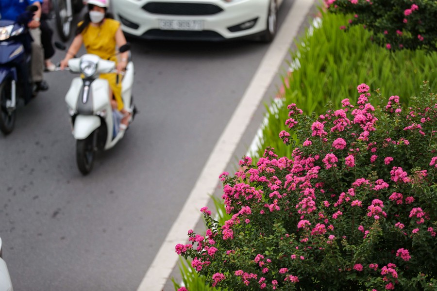 Ngắm hoa tường vi cánh mỏng tại con đường đẹp nhất Thủ đô