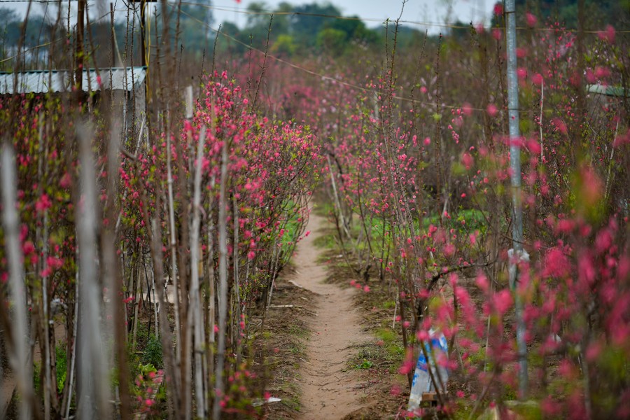 Cả làng đào Nhật Tân rực rỡ sắc hồng, rộn ràng đón Tết