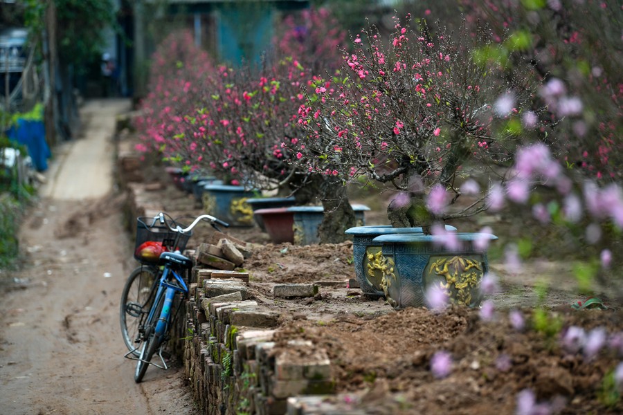 Cả làng đào Nhật Tân rực rỡ sắc hồng, rộn ràng đón Tết