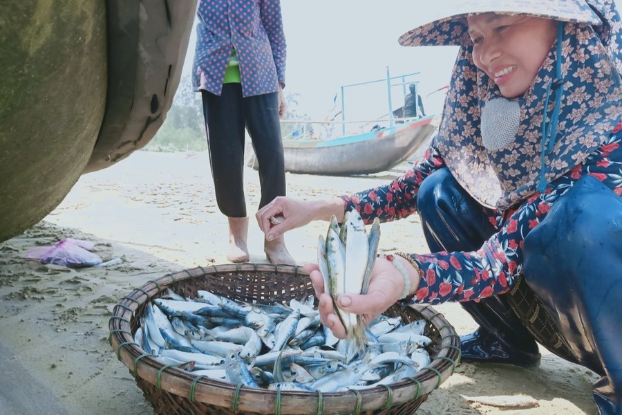 Ngư dân Hà Tĩnh trúng đậm mùa cá trích