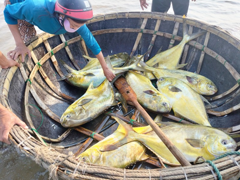 Ngư dân Hà Tĩnh trúng đậm mẻ cá vàng dương, thu lợi hơn 300 triệu đồng