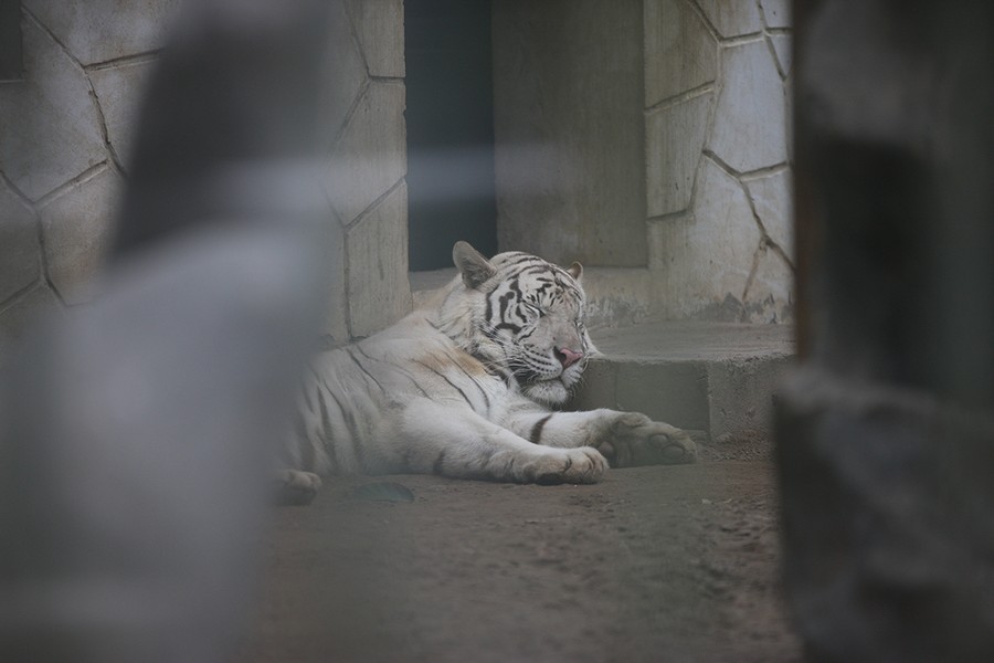 Căng mình chống rét cho thú nuôi trong Vườn thú Hà Nội