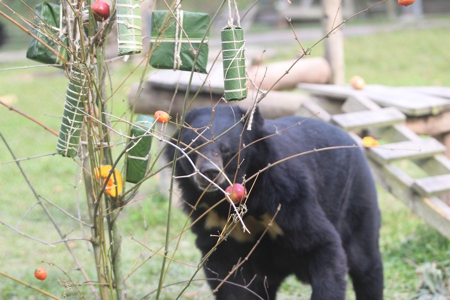 Cách đón Tết ‘siêu đáng yêu’ của hàng trăm con gấu ở trung tâm cứu hộ