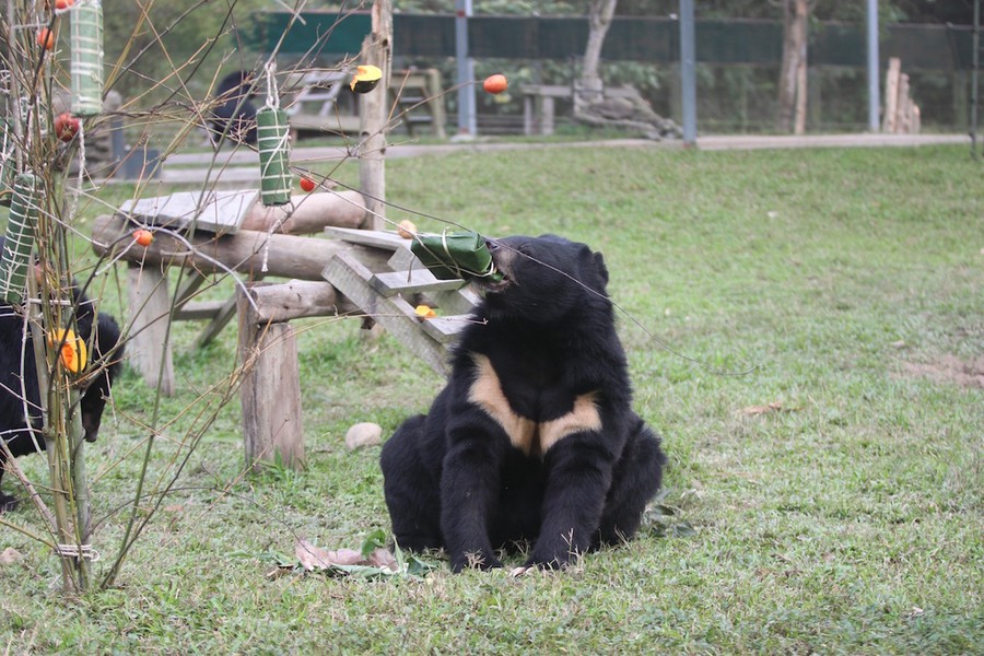 Cách đón Tết ‘siêu đáng yêu’ của hàng trăm con gấu ở trung tâm cứu hộ