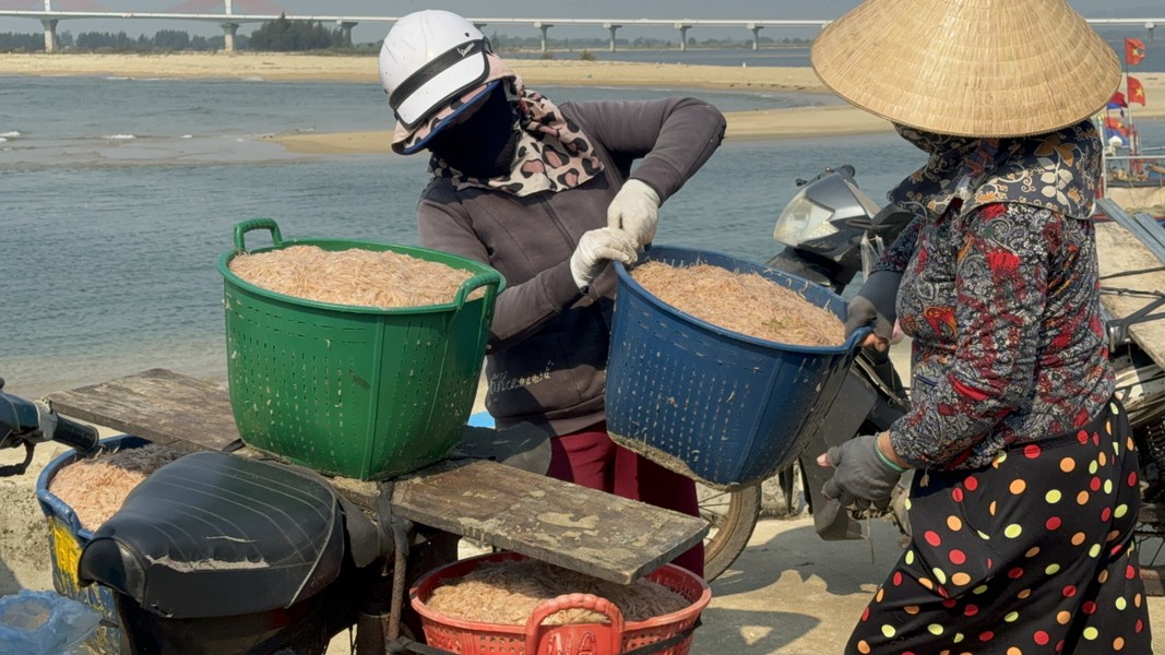 Ngư dân Quảng Ngãi thu tiền triệu mỗi ngày nhờ ruốc biển