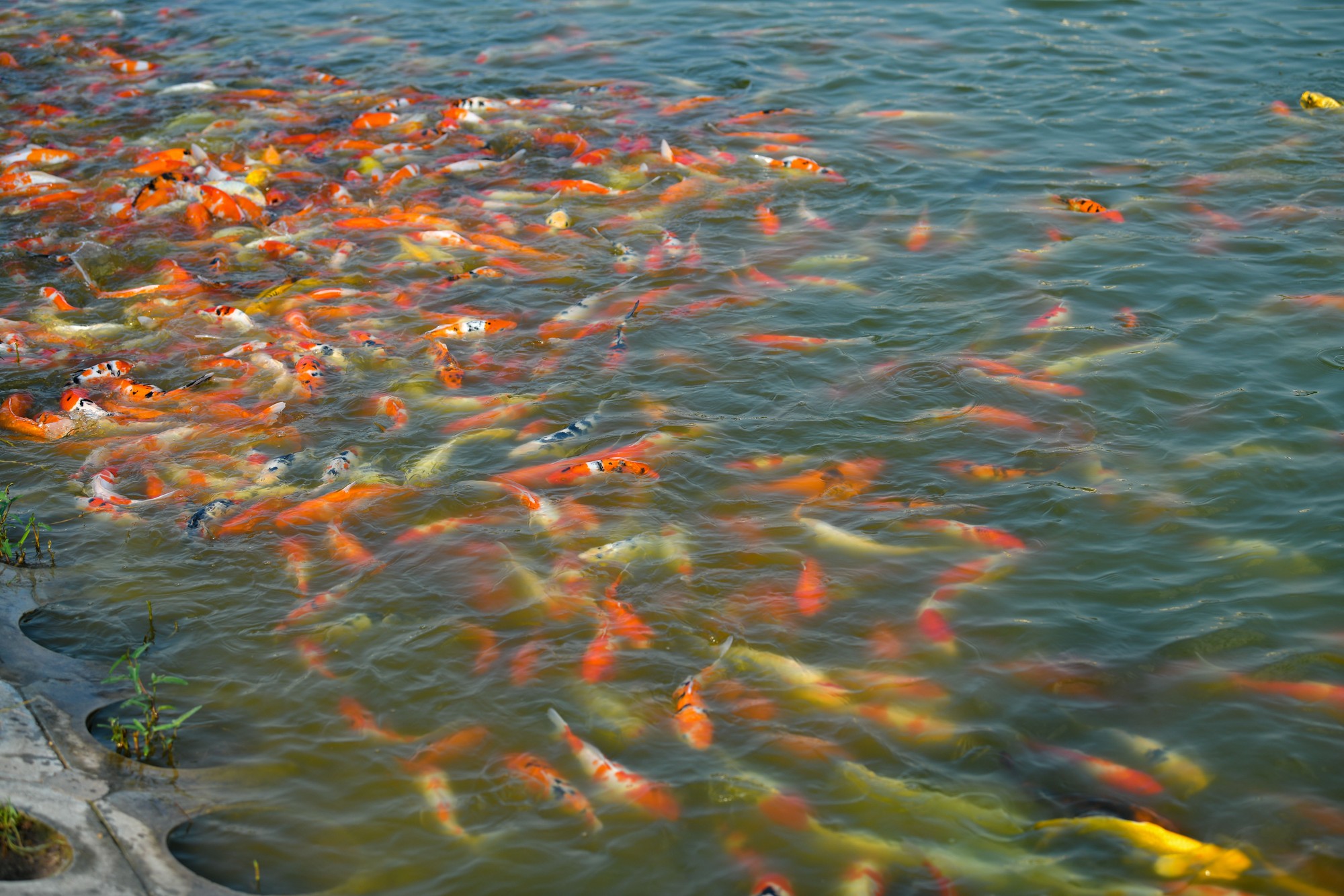 Hồ cá koi hơn 10 nghìn con giữa lòng Thủ đô ảnh 7