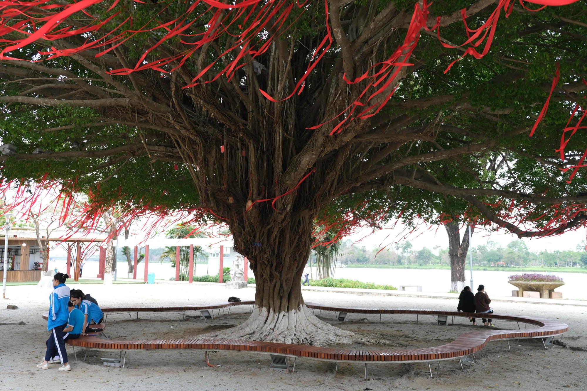Cây sanh hay còn được gọi là cây Xanh, cây Gừa... có tên khoa học là Ficus Benjamina L, đây là loại cây được trồng phổ biến ở các nước Đông Nam Á.
