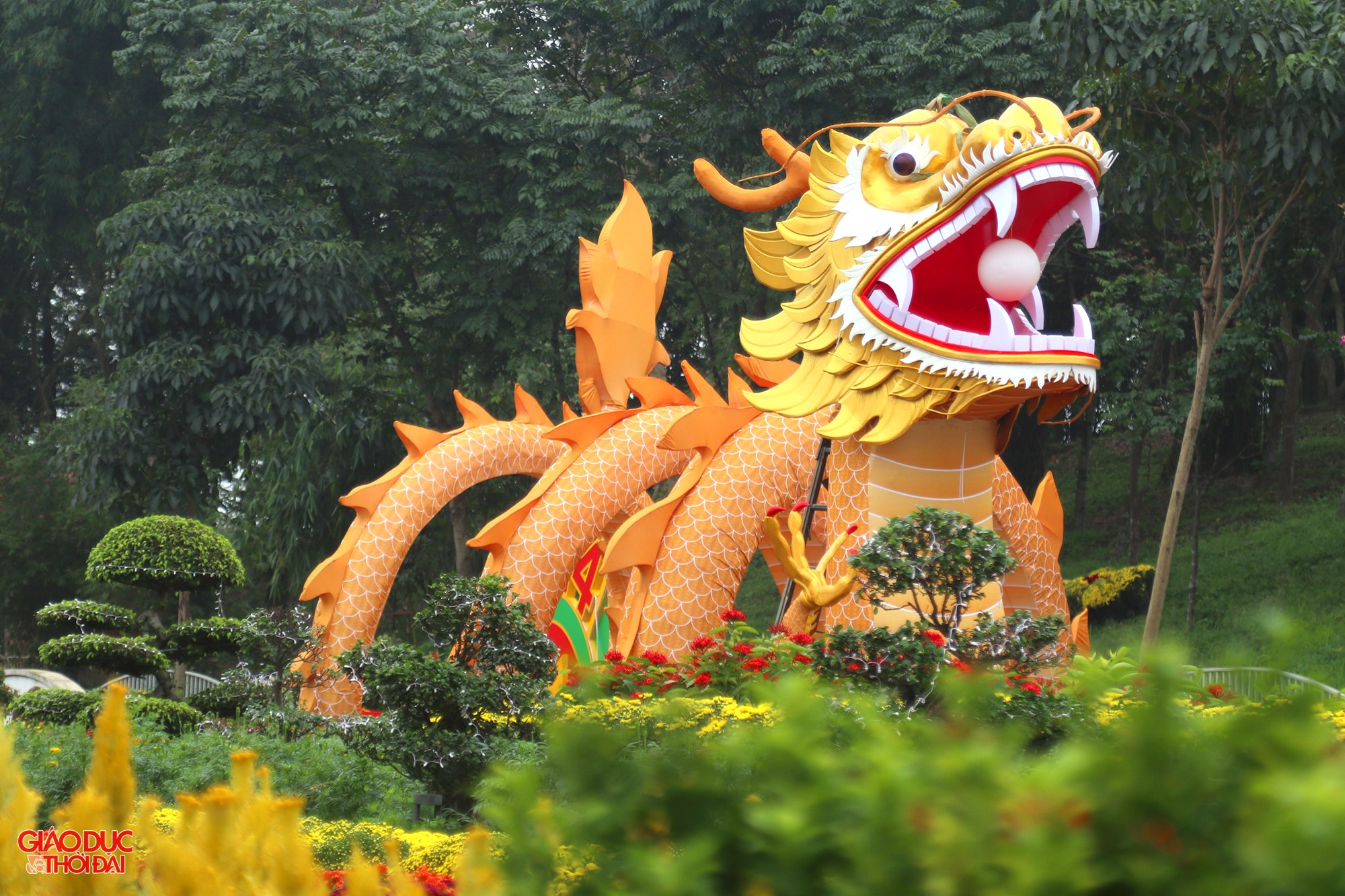 Sáng 5/2, trên vườn hoa nghệ thuật phố đi bộ Hồ Tùng Mậu (TP Vinh, Nghệ An), công nhân Công ty CP Công viên cây xanh TP Vinh đang hoàn thiện những khâu lắp đặt, trang trí cuối cùng linh vật rồng. (Ảnh: Phạm Tâm)