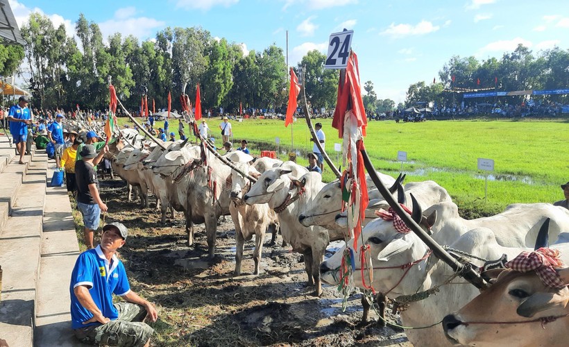 56 đôi bò tham gia tranh tài tại ngày hội.