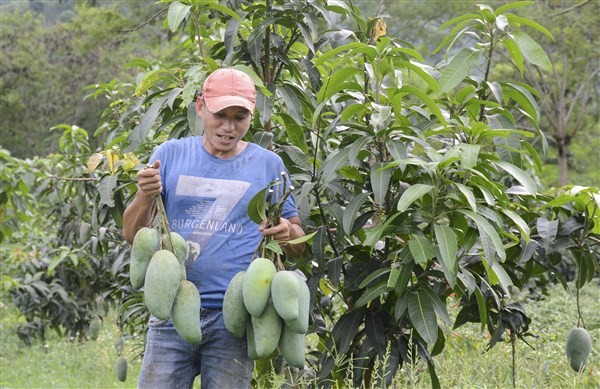 Anh Nguyễn Đức Thành thu hoạch những trái xoài Đài Loan trồng theo dự án đầu tiên.
