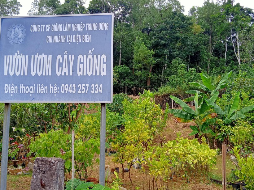 Khu vực vườn ươm cây giống 'tiêu điều' của Công ty Cổ phần Giống Lâm nghiệp T.Ư Chi nhánh Điện Biên.