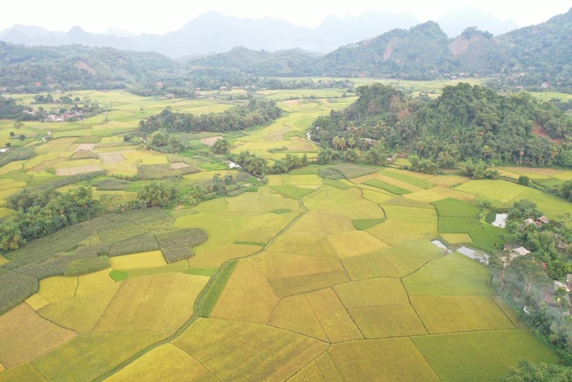 Cánh đồng lúa nếp Lào Mu thơm nức ở xã Khánh Thiện, huyện Lục Yên.