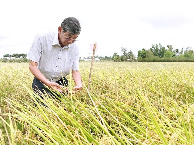 KS Hồ Quang Cua dành hàng chục năm nghiên cứu và lai tạo các giống lúa thơm chất lượng cao.