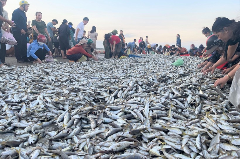 Ngư dân Hà Tĩnh trúng mẻ cá đù hơn 4 tấn ảnh 1