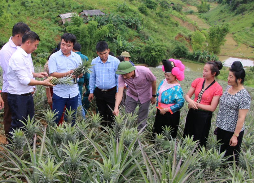 Mô hình trồng dứa đang góp phần nâng cao thu nhập của nhiều hộ nghèo ở Thuận Châu.