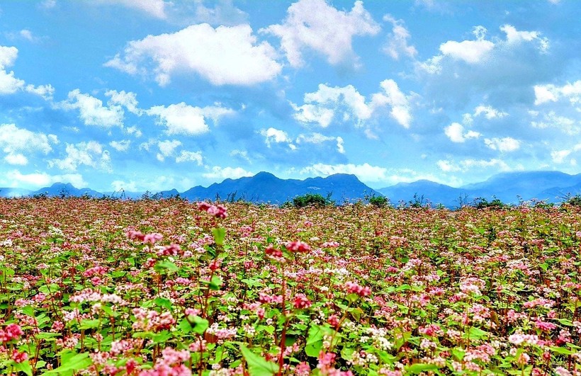 Cây hoa tam giác mạch được trồng ở thôn Cao Bành, xã Phương Thiện (TP Hà Giang)