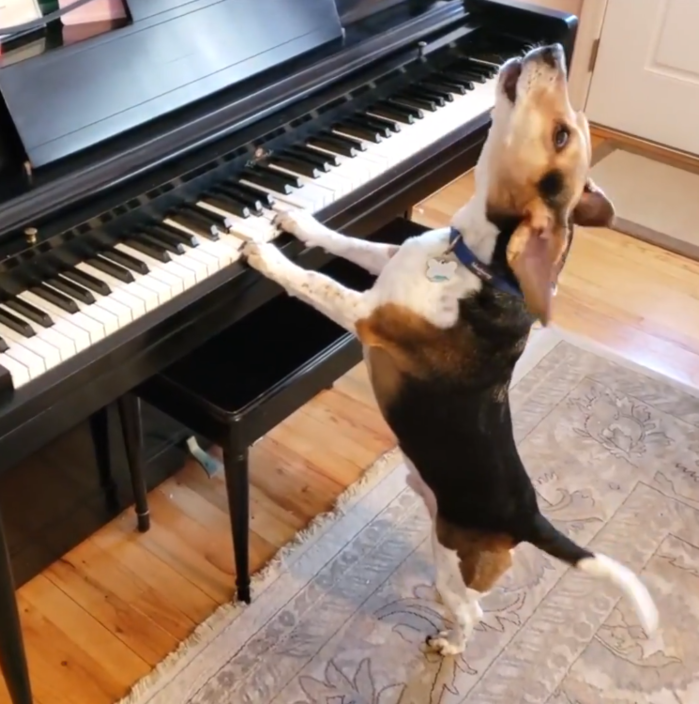 Clip: Chú chó "vừa đàn vừa hát" gây sốt cộng đồng mạng