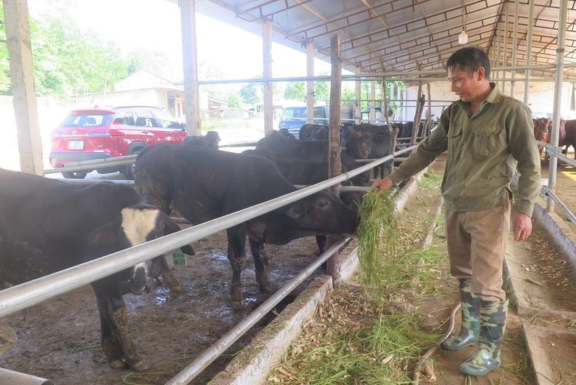 Ông Bùi Văn Khải, xóm Khe Nác, xã Yên Đổ tham gia dự án nuôi bò sinh sản tại HTX nông nghiệp công nghệ cao Phú Lương.
