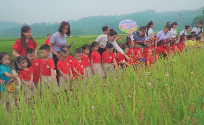 Tham gia Ngày hội, trẻ được giáo viên và phụ huynh hướng dẫn trải nghiệm thăm quan cánh đồng. ảnh 1