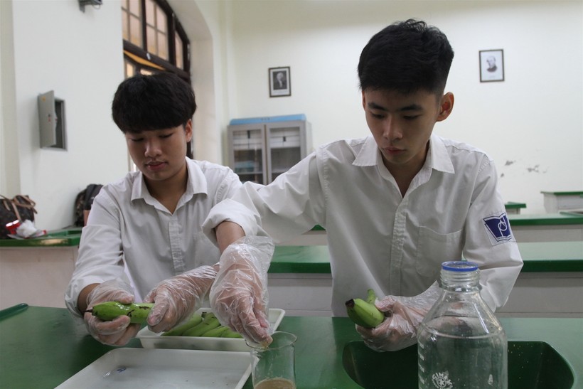 Học sinh Hà Nội dự định khởi nghiệp từ quả chuối