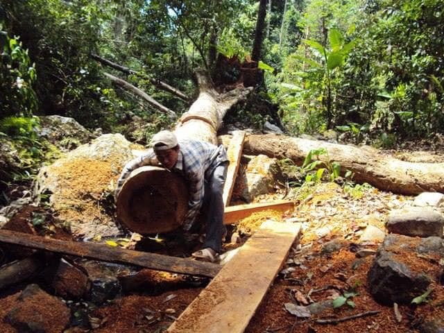 Chủ tịch Quảng Bình chỉ đạo xử nghiêm vụ phá rừng tại huyện Quảng Ninh