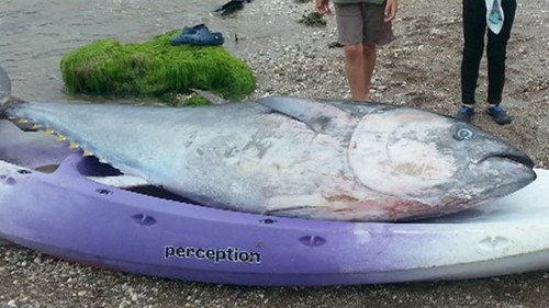 Con cá ngừ khổng lồ được phát hiện ở Anh