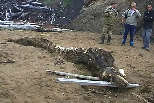 Bộ xương dài của sinh vật kỳ lạ được phát hiện ở Nga.