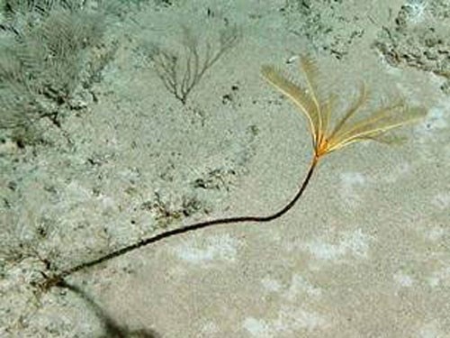 Đây là một loài hoa biển nằm sâu 800 m dưới nước ngoài khơi bờ biển Bahamas.