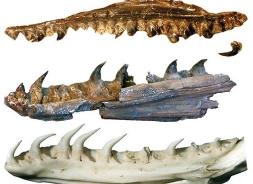 Một số hóa thạch bộ hàm của rắn có niên đại 167 triệu năm.