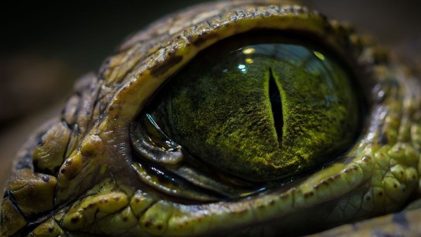 Nghiên cứu chứng minh huyền thoại cá sấu “săn mồi lúc ngủ” là có thực