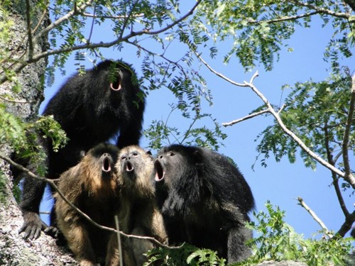 Một bầy khỉ rú cùng nhau cất tiếng hú gọi bạn tình.