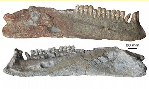 Một mẩu xương hóa thạch của paresiasaur. Ảnh: Michael J. Benton/ Đại học Bristol.