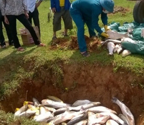 Lực lượng chức năng đang tiến hành tiêu hủy số cá chết. Ảnh: Nguyễn Quỳnh
