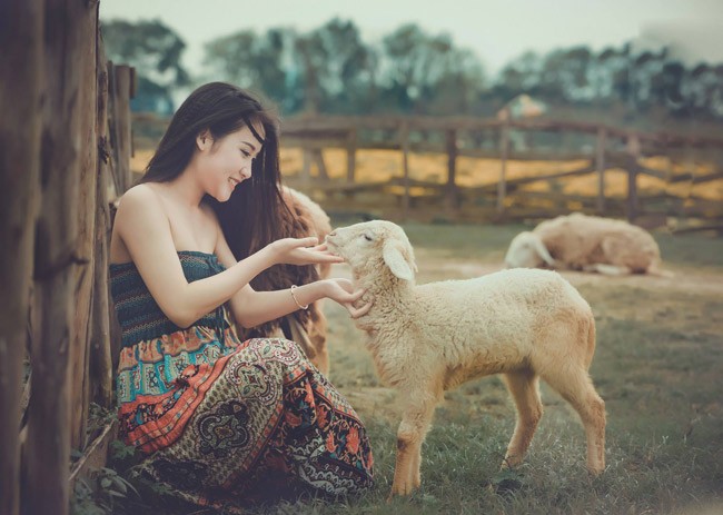 Có một đồng cừu đẹp như mơ ngay ngoại thành Hà Nội