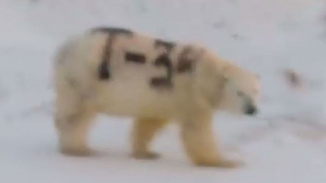 Gấu Bắc Cực với các ký tự T-34, tên của một chiếc xe tăng của Liên Xô thời Thế chiến II, bên sườn trong video quay ở Nga. Ảnh: cắt từ video. 