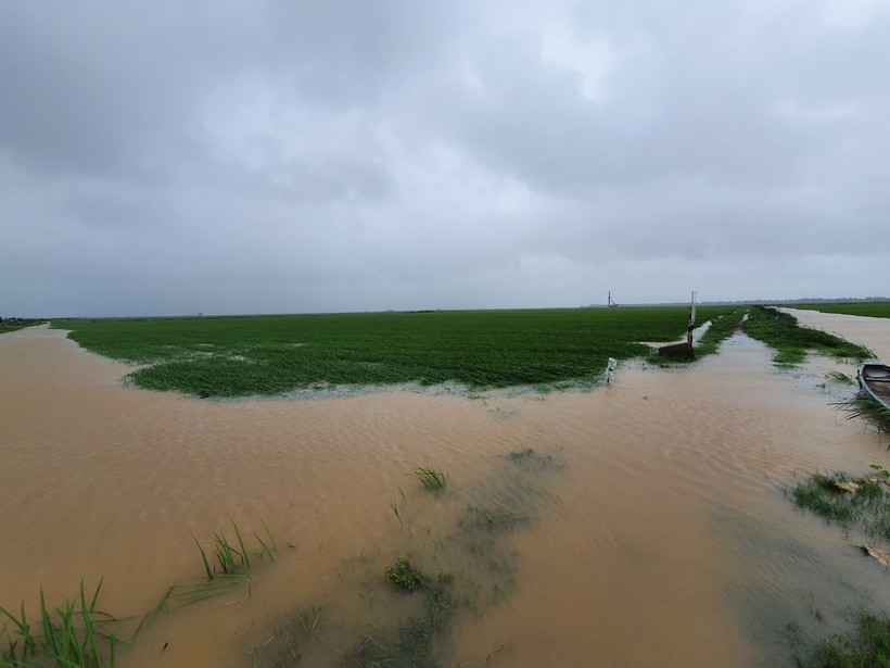 Mưa lớn đã khiến nhiều diện tích lúa tại Quảng Bình ngập sâu.