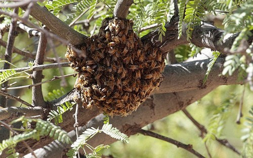 Ong mật Africanised là một loài ong hung dữ và thường tấn công những loài ong khác