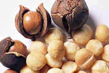 Hạt Macadimia (mắc ca)- loại hạt được mệnh danh là “nữ hoàng của các loại quả khô” với nhiều giá trị dinh dưỡng nhất.