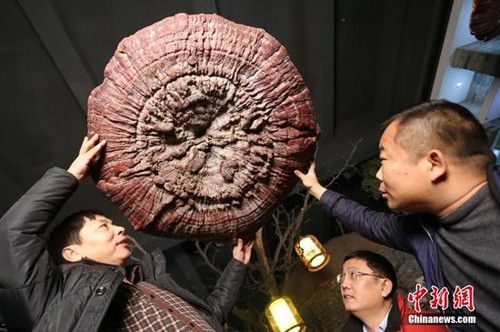 Cây linh chi được treo bằng dây thừng tại bảo tàng Trịnh Châu. Ảnh: ChinaNews.