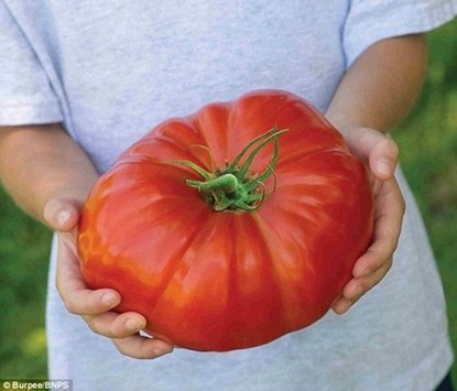 Giống cà chua lớn nhất thế giới được bán ở Anh