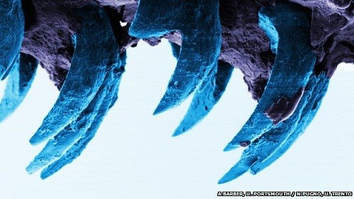 Răng của limpet khi nhìn qua kính hiển vi quét điện tử (SEM). Ảnh: University of Portsmouth