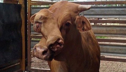 Với cái đầu bị biến dạng, nhưng con bò đang trong tình trạng hoàn toàn bình thường.
