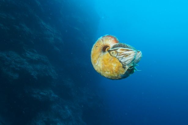 Loài sinh vật biển quý hiếm này đã "mất tích" trong vòng 31 năm qua
