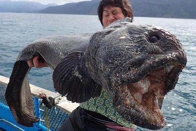 Phát hiện “thủy quái” đột biến ở biển Fukushima
