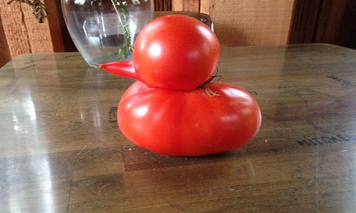 Quả cà chua Davidek tìm thấy trong vườn giống hệt con vịt nhỏ. Ảnh: WNEM.