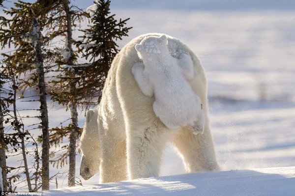 Chết mê với chùm ảnh chú gấu Bắc cực quấn quít ôm mông mẹ